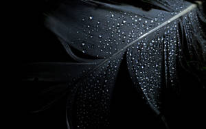 Water Droplets On Feather Black Desktop Wallpaper