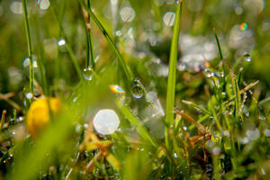 Water Droplets On Grass Wallpaper