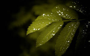 Water Droplets On Leaves Wallpaper
