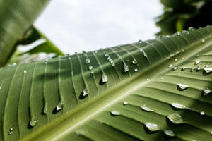 Water Droplets On Leaves Wallpaper