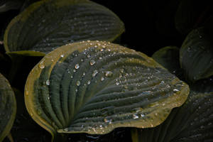 Water Droplets On Leaves. Wallpaper
