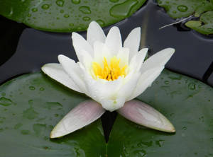 Water Droplets On Water Lily Wallpaper