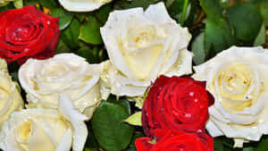 Water Drops On Red And White Roses Wallpaper