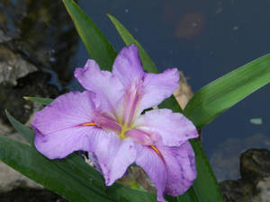 Water Iris Flower Wallpaper