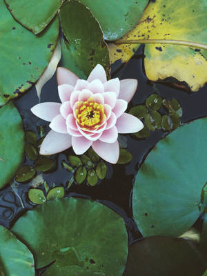 Water Lily Flower Android Wallpaper