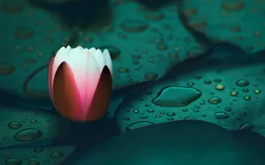Water Lily In A Bud Wallpaper