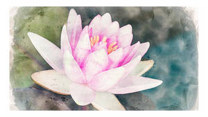 Water Lily In Water Color Painting Wallpaper