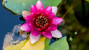 Water Lily Rose Wallpaper