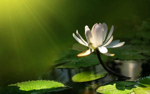 Water Lily Under Sunlight Wallpaper