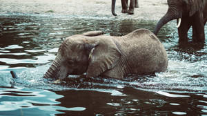 Water Lover Elephant Wallpaper