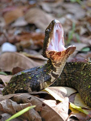 Water Moccasin On Leaves Wallpaper