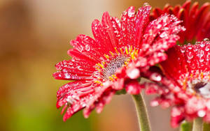 Water On Petals For Blumen Desktop Wallpaper
