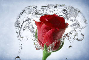 Water Splashed On Beautiful Rose Hd Wallpaper