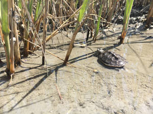 Water Turtle Baby Terrapin Photography Wallpaper