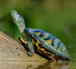 Water Turtle Red-eared Slider Wallpaper