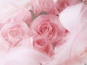 Wedding Aesthetic Pink Rose Wallpaper