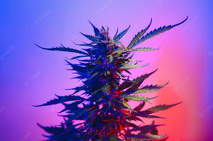 Weed Aesthetic Premium Purple Wallpaper