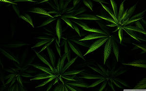 Weed Leaf In Dim Background Wallpaper