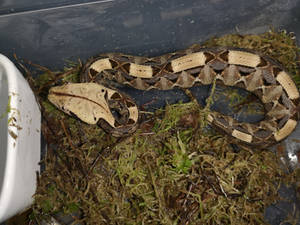 West African Gaboon Viper Snake Wallpaper