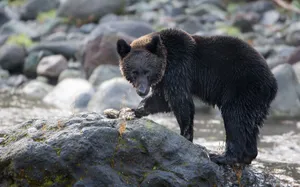 Wet Black Bear Wallpaper
