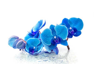 Wet Blue Orchids Beautiful Flower Wallpaper