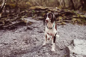 Wet Dog Outdoors Wallpaper