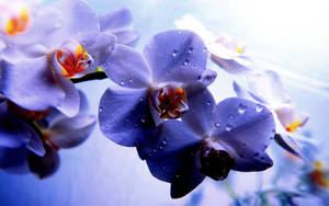 Wet Orchid Flowers Wallpaper