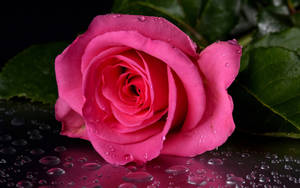 Wet Pretty Pink Rose Wallpaper