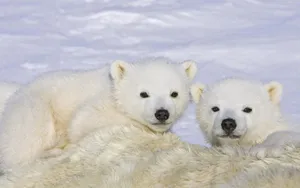 Wet White Polar Bears Wallpaper