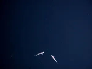 Whale Aesthetic Dark Blue Hd Wallpaper