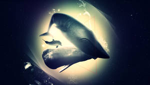 Whale And Dolphin Wallpaper