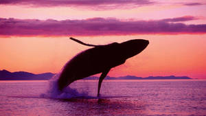 Whale Breaching During Sunset Wallpaper