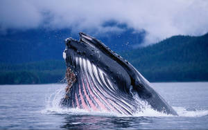 Whale Partially Breaching Wallpaper