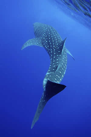Whale Shark Swimming In The Ocean Wallpaper