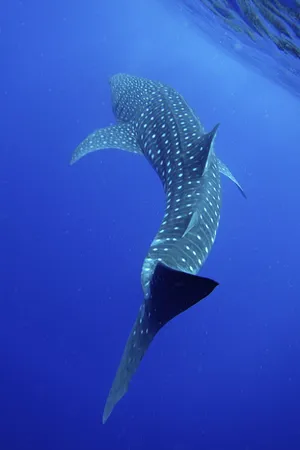 Whale Shark Swimming In The Ocean Wallpaper