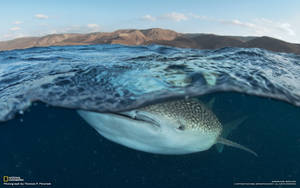 Whale Shark Underwater Wallpaper