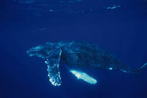 Whale Swimming In Deep Blue Sea Wallpaper