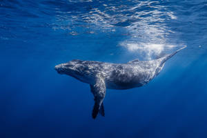Whale Swimming With Flippers Wallpaper