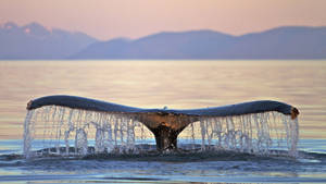 Whale Tail Almost In The Water Wallpaper