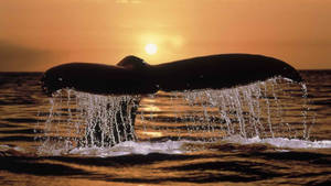 Whale Tail At Sunset Wallpaper