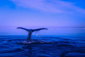 Whale Tail Out Of The Blue Ocean Wallpaper