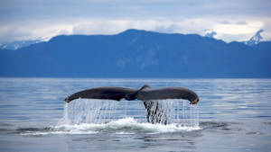 Whale Tail Returning To The Ocean Wallpaper