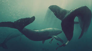 Whales With Divers Underwater Wallpaper