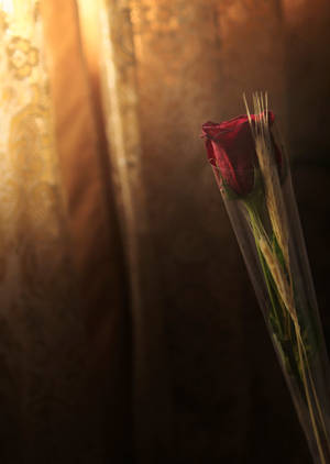 Wheat And Red Rose Flower Wallpaper