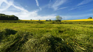 Wheat Field And Pasture In Countryside Wallpaper