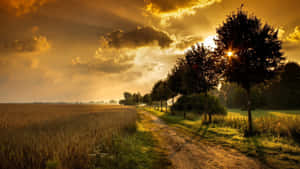 Wheat Field Countryside At Sunset Wallpaper
