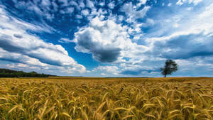 Wheat Field Oil-on-canvas Painting Wallpaper