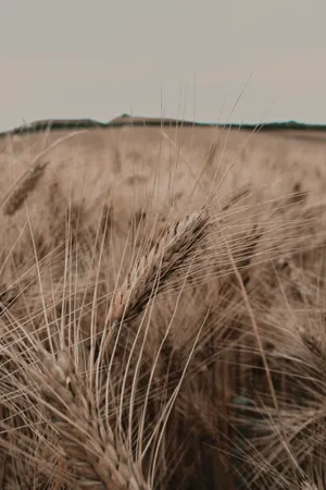 Wheat Field Photography Wallpaper