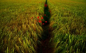 Wheat Field With Red Flowers On Pathway Wallpaper