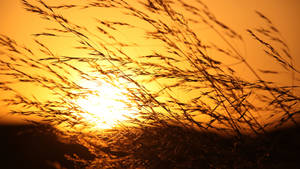 Wheat Sunlight Heat View Wallpaper